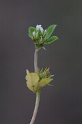 David Plant Photography - Wildlife Photography - Rough clover - G