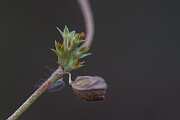 David Plant Photography - Wildlife Photography - Rough clover - H