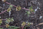 David Plant Photography - Wildlife Photography - Rough clover - K