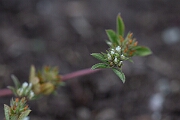 David Plant Photography - Wildlife Photography - Rough clover - L