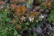 David Plant Photography - Wildlife Photography - Rough clover - M