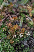 David Plant Photography - Wildlife Photography - Rough clover - N