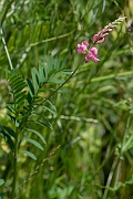 David Plant Photography - Wildlife Photography - Sainfoin - C
