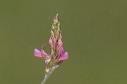 David Plant Photography - Wildlife Photography - Sainfoin - F