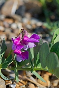 David Plant Photography - Wildlife Photography - Sea pea - B