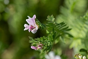 David Plant Photography - Wildlife Photography - Serradella - A