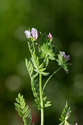 David Plant Photography - Wildlife Photography - Serradella - B