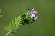 David Plant Photography - Wildlife Photography - Serradella - C