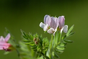 David Plant Photography - Wildlife Photography - Serradella - D