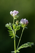 David Plant Photography - Wildlife Photography - Serradella - E