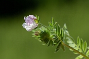 David Plant Photography - Wildlife Photography - Serradella - F