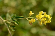 David Plant Photography - Wildlife Photography - Sickle medick - A