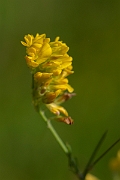 David Plant Photography - Wildlife Photography - Sickle medick - B