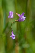 David Plant Photography - Wildlife Photography - Slender tare - B