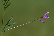 David Plant Photography - Wildlife Photography - Slender tare - C