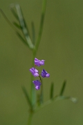 David Plant Photography - Wildlife Photography - Slender tare - D