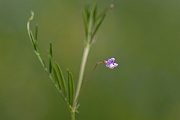 David Plant Photography - Wildlife Photography - Smooth tare - B