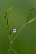 David Plant Photography - Wildlife Photography - Smooth tare - C