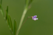 David Plant Photography - Wildlife Photography - Smooth tare - D