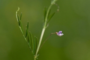 David Plant Photography - Wildlife Photography - Smooth tare - E