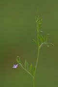 David Plant Photography - Wildlife Photography - Smooth tare - G