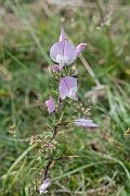 David Plant Photography - Wildlife Photography - Spiny restharrow - A