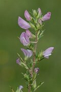 David Plant Photography - Wildlife Photography - Spiny restharrow - C