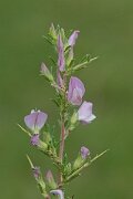 David Plant Photography - Wildlife Photography - Spiny restharrow - D