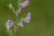 David Plant Photography - Wildlife Photography - Spiny restharrow - E