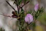 David Plant Photography - Wildlife Photography - Spiny restharrow - G