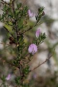 David Plant Photography - Wildlife Photography - Spiny restharrow - H
