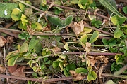 David Plant Photography - Wildlife Photography - Spotted medick - B