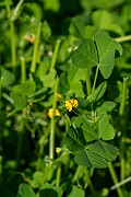 David Plant Photography - Wildlife Photography - Spotted medick - C
