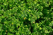 David Plant Photography - Wildlife Photography - Spotted medick - E