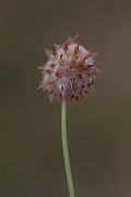 David Plant Photography - Wildlife Photography - Strawberry clover - B