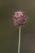 David Plant Photography - Wildlife Photography - Strawberry clover - C