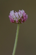 David Plant Photography - Wildlife Photography - Strawberry clover - D