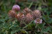David Plant Photography - Wildlife Photography - Strawberry clover - G
