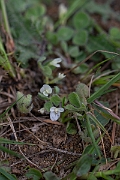 David Plant Photography - Wildlife Photography - Subterranean clover - B