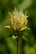 David Plant Photography - Wildlife Photography - Sulphur clover - A