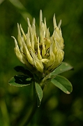 David Plant Photography - Wildlife Photography - Sulphur clover - B