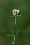 David Plant Photography - Wildlife Photography - Sulphur clover - E