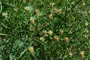 David Plant Photography - Wildlife Photography - Sulphur clover - G
