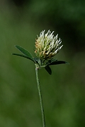 David Plant Photography - Wildlife Photography - Sulphur clover - H