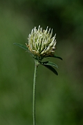 David Plant Photography - Wildlife Photography - Sulphur clover - J