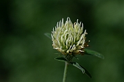 David Plant Photography - Wildlife Photography - Sulphur clover - K