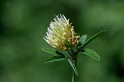 David Plant Photography - Wildlife Photography - Sulphur clover - L