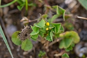 David Plant Photography - Wildlife Photography - Toothed medick - B