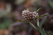 David Plant Photography - Wildlife Photography - Twin-flowered clover - B