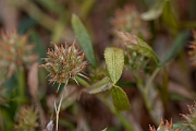 David Plant Photography - Wildlife Photography - Upright clover - A